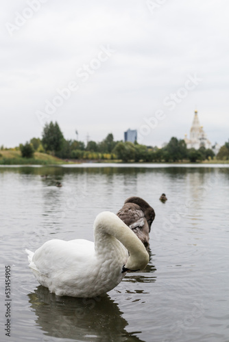 Swans on the lake cleaning their feathers with their beaks