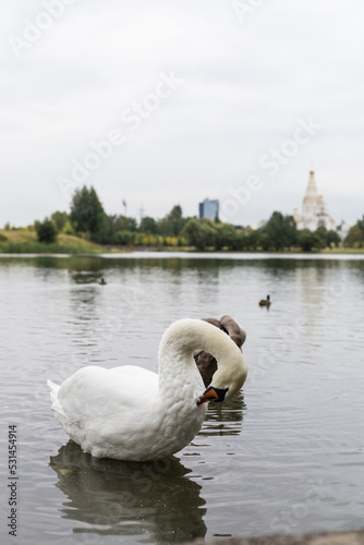 Swans on the lake cleaning their feathers with their beaks