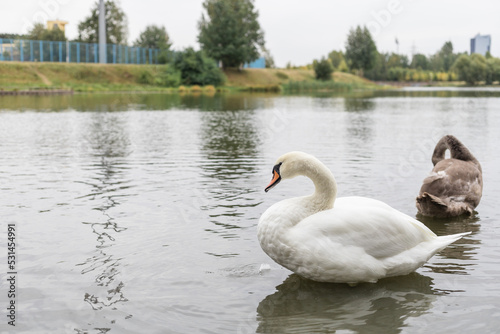 White swan on the lake