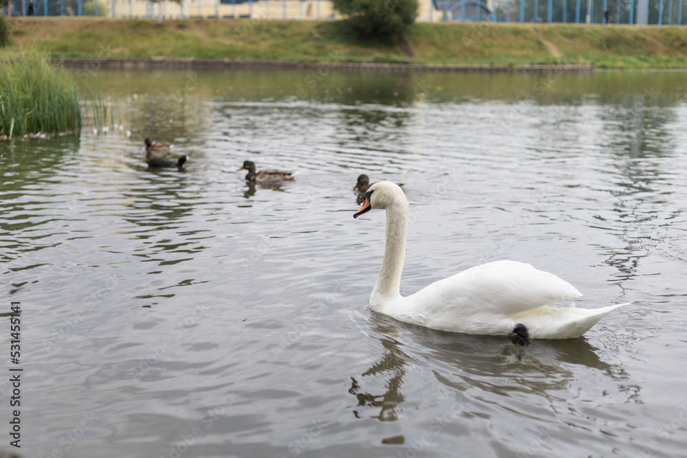 Obraz premium White swan on the lake