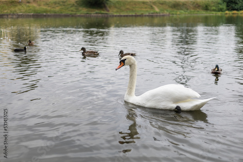 White swan on the lake