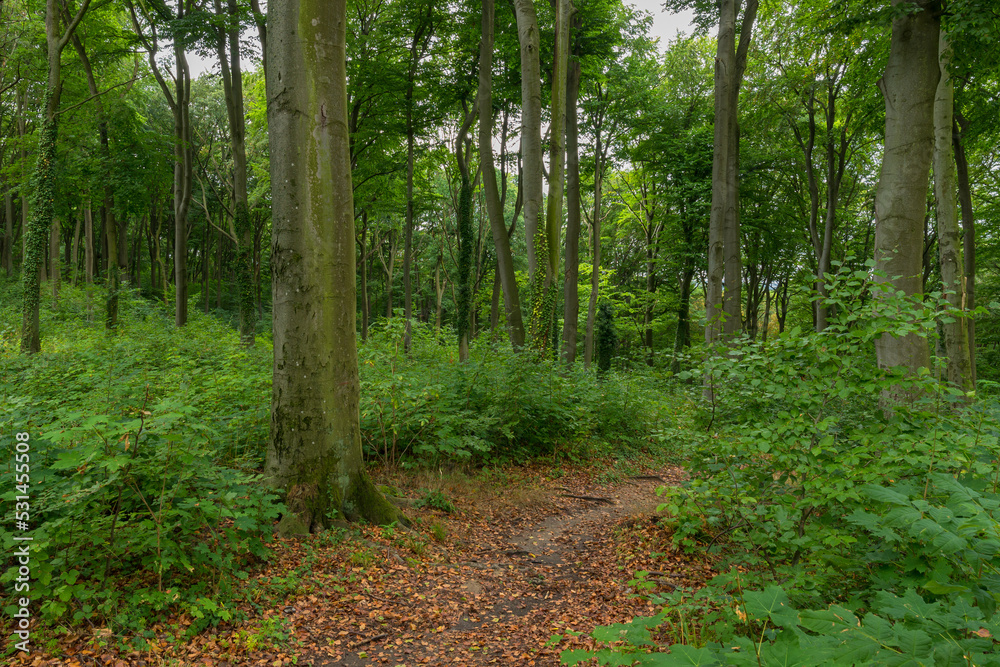 Obraz premium Picturesque pathway in Landscape Park Beech Woods, Szczecin, West Pomeranian Voivodeship, Poland, Central Europe
