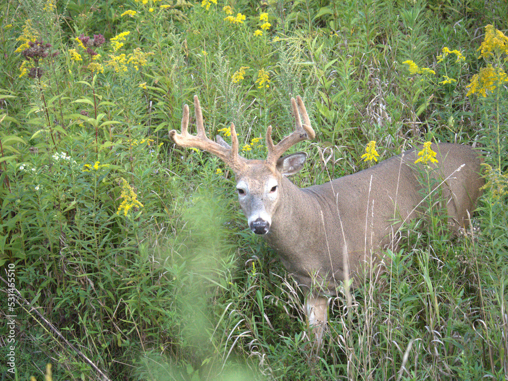 Fototapeta premium Whitetail deer in the field