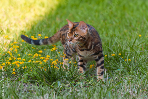 Bilde på lerret Beautiful young bengal cat in the garden