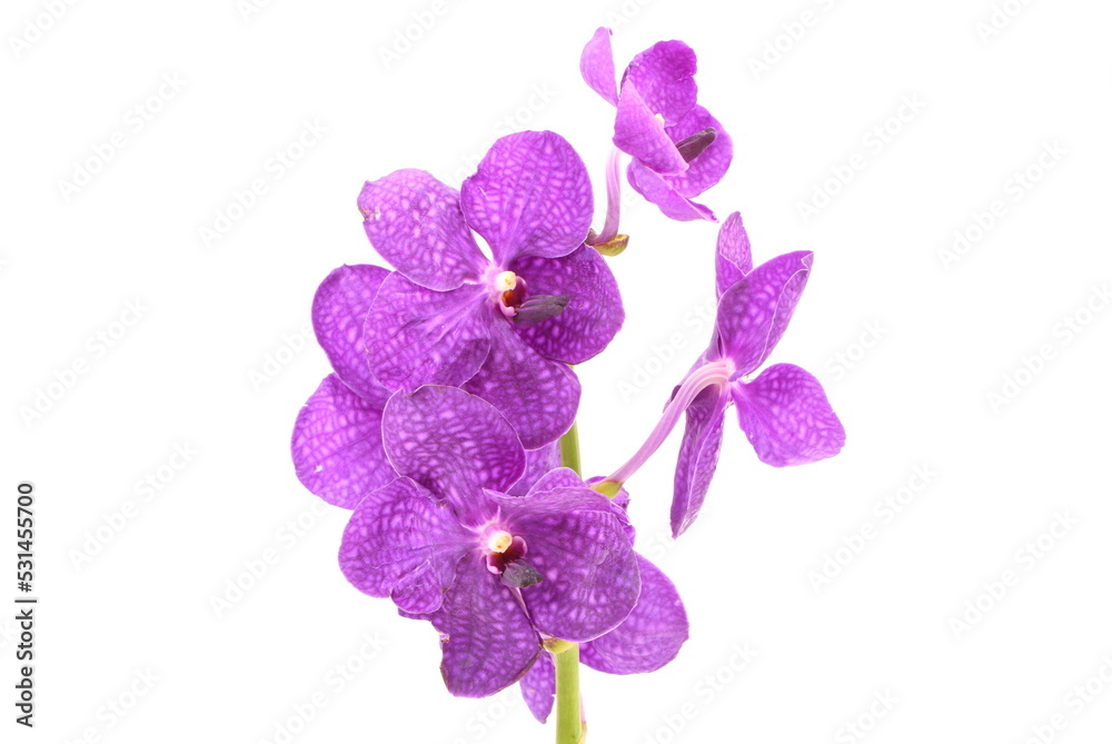 Purple orchid flower isolated on white background Purple orchid flower isolated on white background