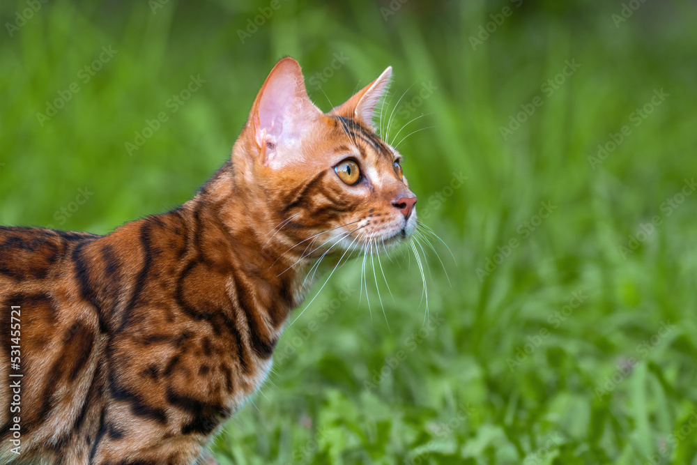 Beautiful young bengal cat in the garden