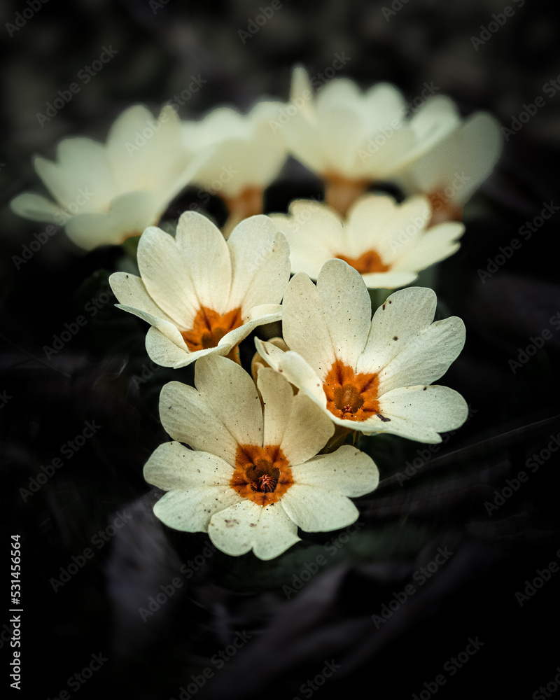 White flowers