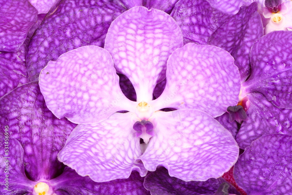 Pink and purple orchid flower as a background