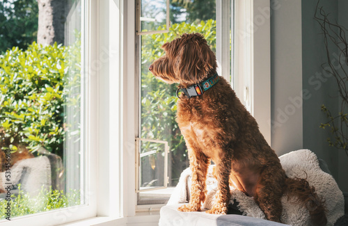 Fotografie Curios dog sitting at the window on neighborhood watch