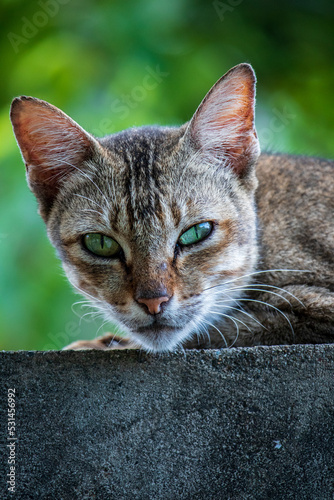 Photo of a village cat with dark gray stripes.