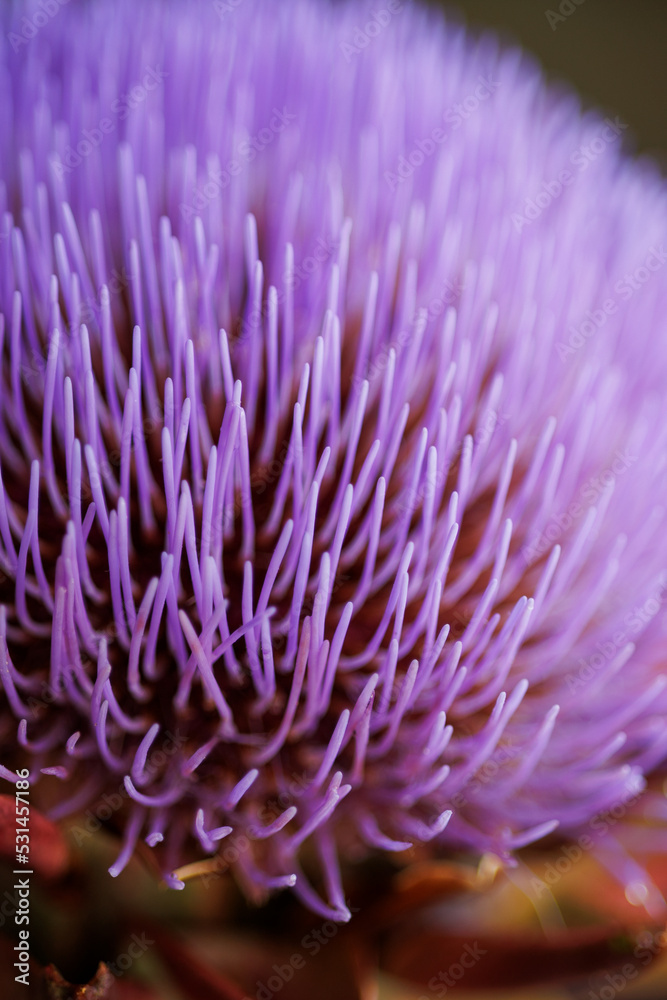Very detailed vertical close-up of a blooming artichoke on a black background Very detailed vertical close-up of a blooming artichoke on a black background