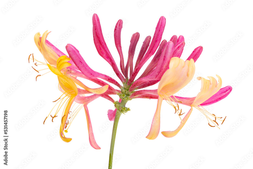 Naklejka premium Honeysuckle red isolated