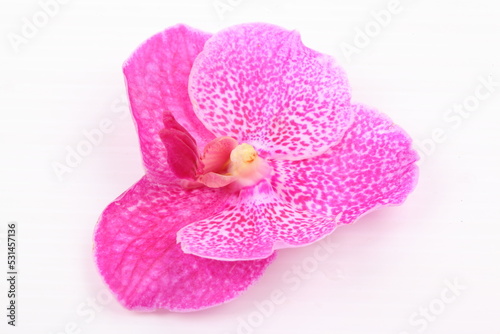 Fototapeta Naklejka Na Ścianę i Meble -  Pink orchid flower isolated on white background