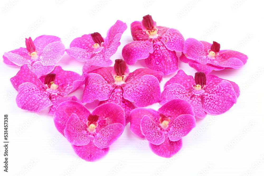Fototapeta premium Pink orchid flower isolated on white background