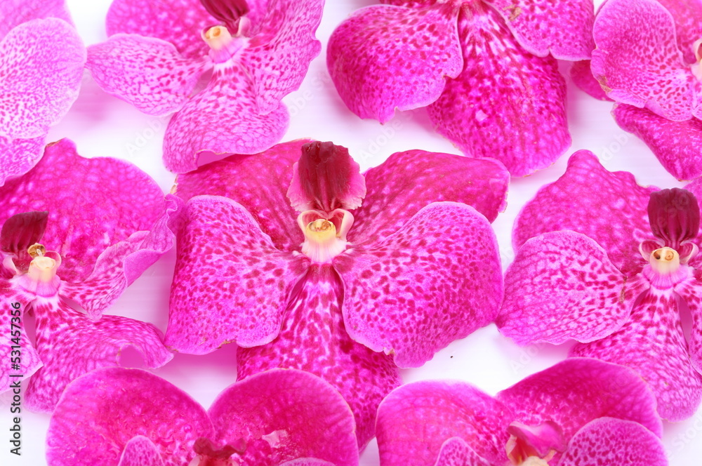 Pink orchid flower isolated on white background Pink orchid flower isolated on white background