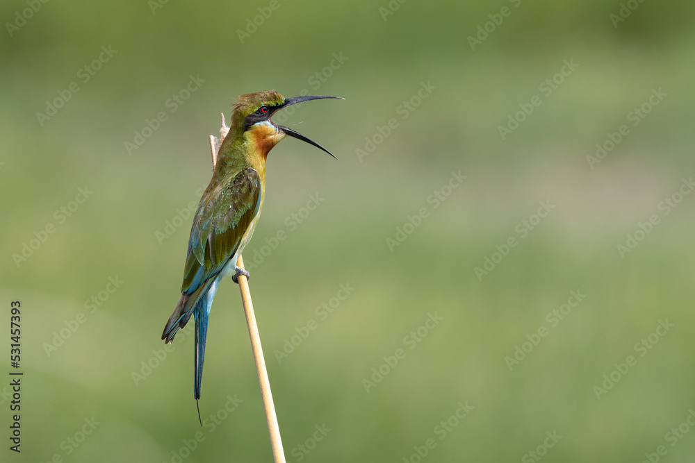 Fototapeta premium Blue Tailed Bee Eater Regurgitating at Chennai India