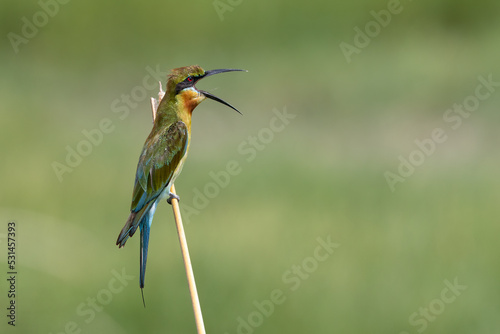 Blue Tailed Bee Eater Regurgitating at Chennai India