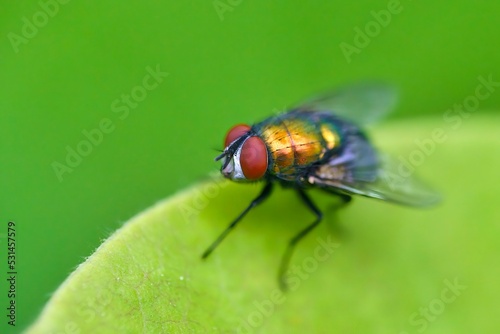 The Lucilia fly is a genus of blow flies, in the family Calliphoridae. © AdobeTim82