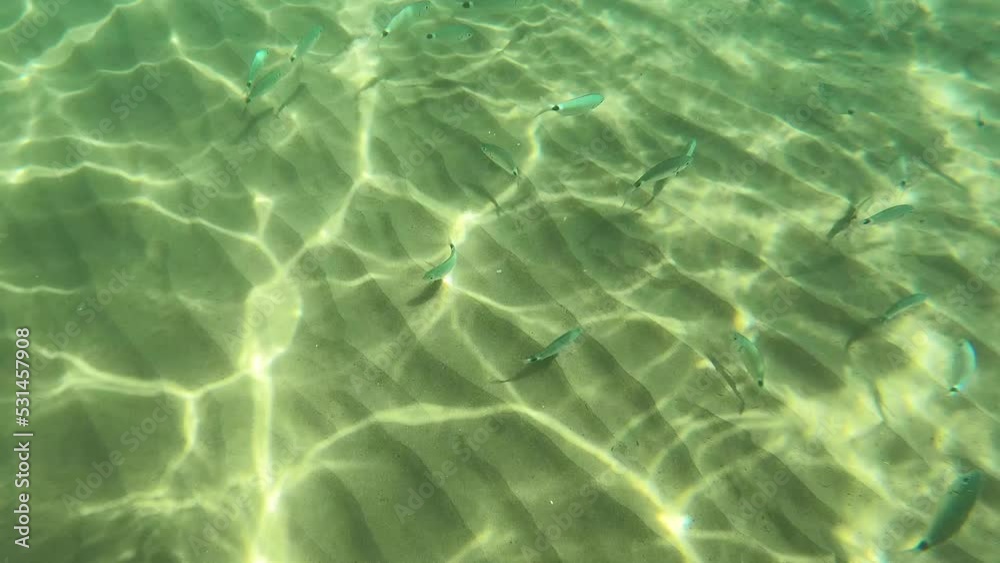 The fish swims at the bottom of the sea. footage The fish swims at the bottom of the sea. footage
