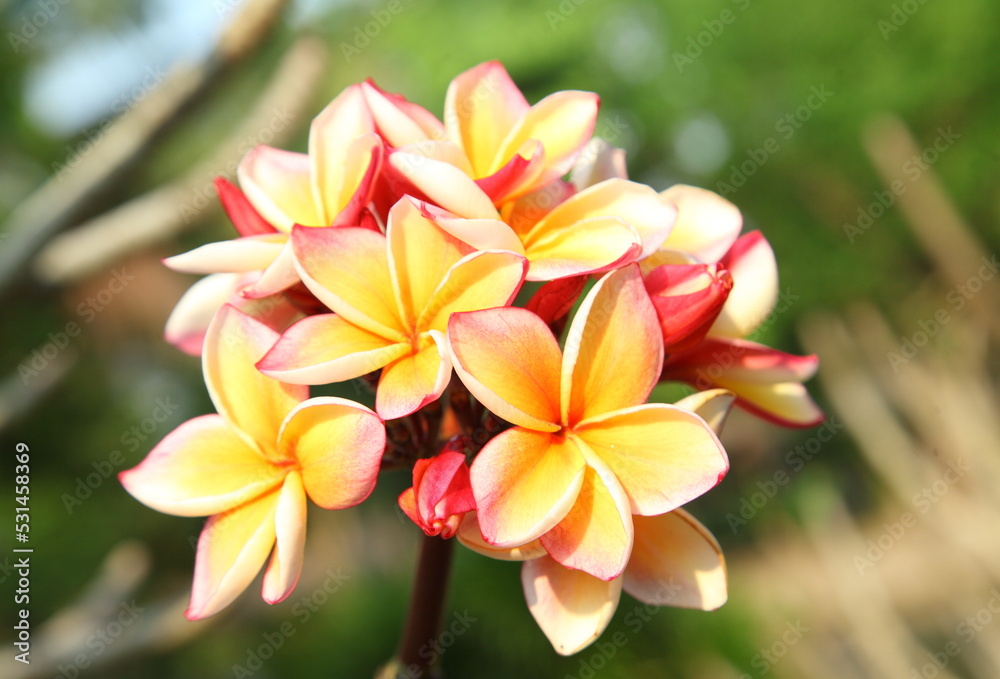 Colorful frangipani flower bouquet Colorful frangipani flower bouquet