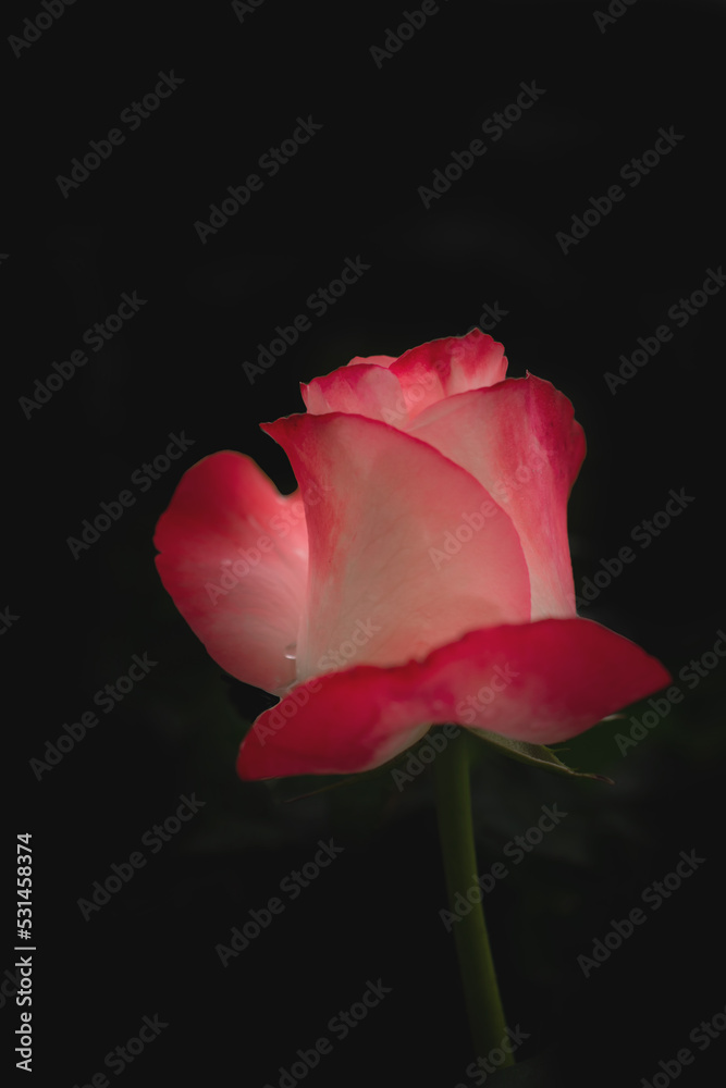 macro picture of a red rose, beautiful background