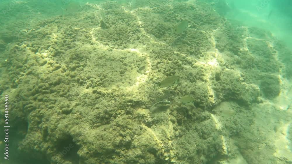 The fish swims at the bottom of the sea. High quality 4k footage The fish swims at the bottom of the sea. High quality 4k footage