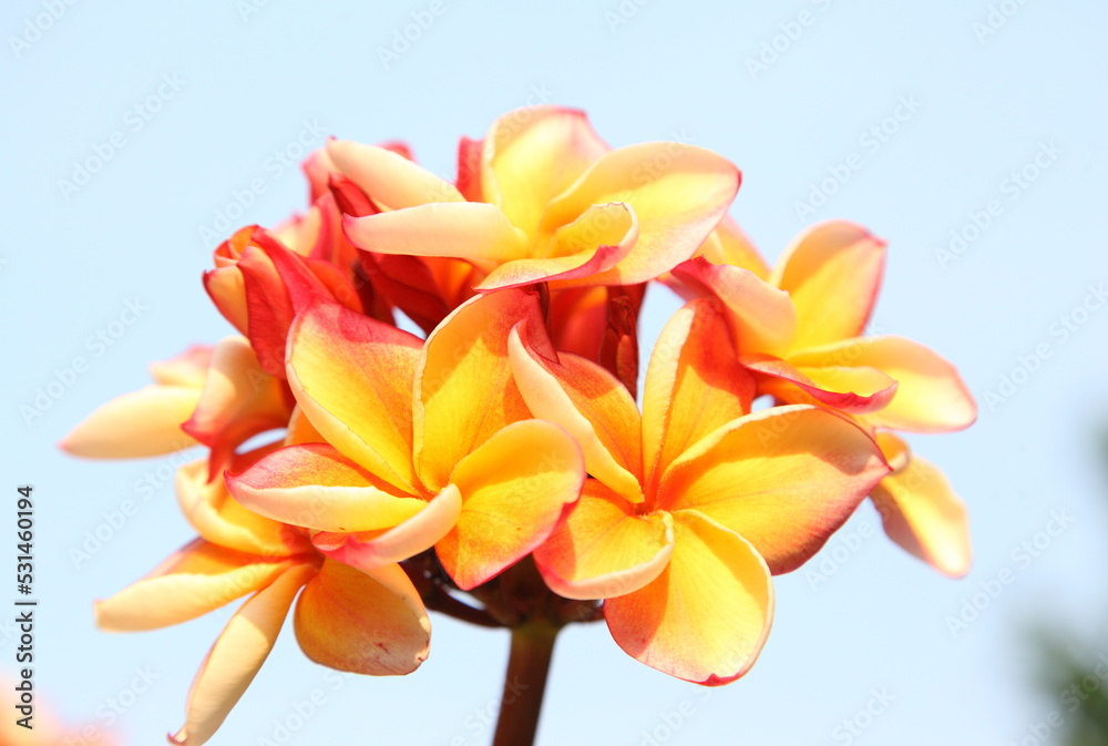 Colorful frangipani flower bouquet