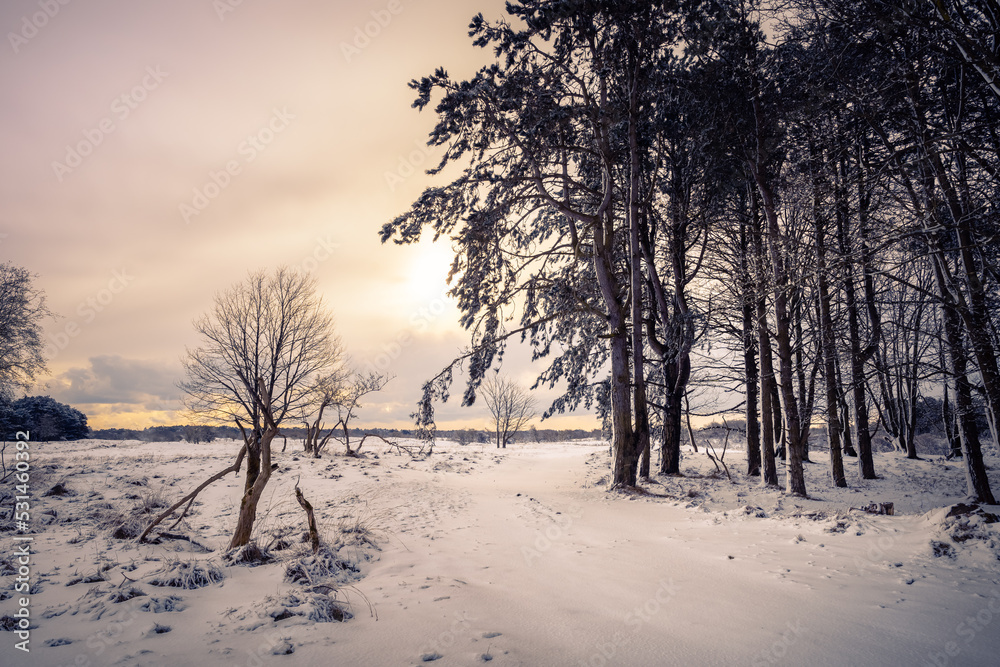 Winter landscape in the Dunes - snow in the amsterdam water supply dunes - Amsterdamse waterleidingduinen in The Netherlands Winter landscape in the Dunes - snow in the amsterdam water supply dunes - Amsterdamse waterleidingduinen in The Netherlands