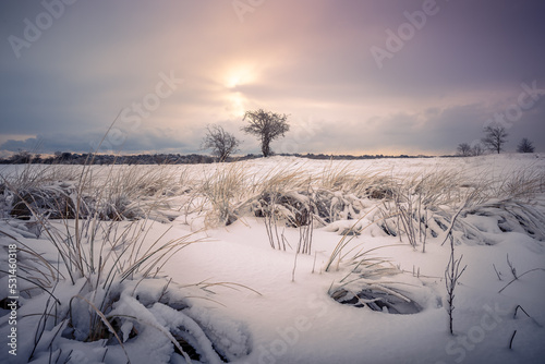 Winter landscape in the Dunes - snow in the amsterdam water supply dunes -  Amsterdamse waterleidingduinen in The Netherlands