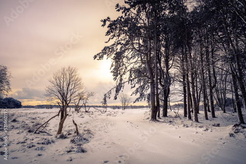 Winter landscape in the Dunes - snow in the amsterdam water supply dunes -  Amsterdamse waterleidingduinen in The Netherlands