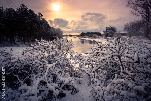 Winter landscape in the Dunes - snow in the amsterdam water supply dunes -  Amsterdamse waterleidingduinen in The Netherlands