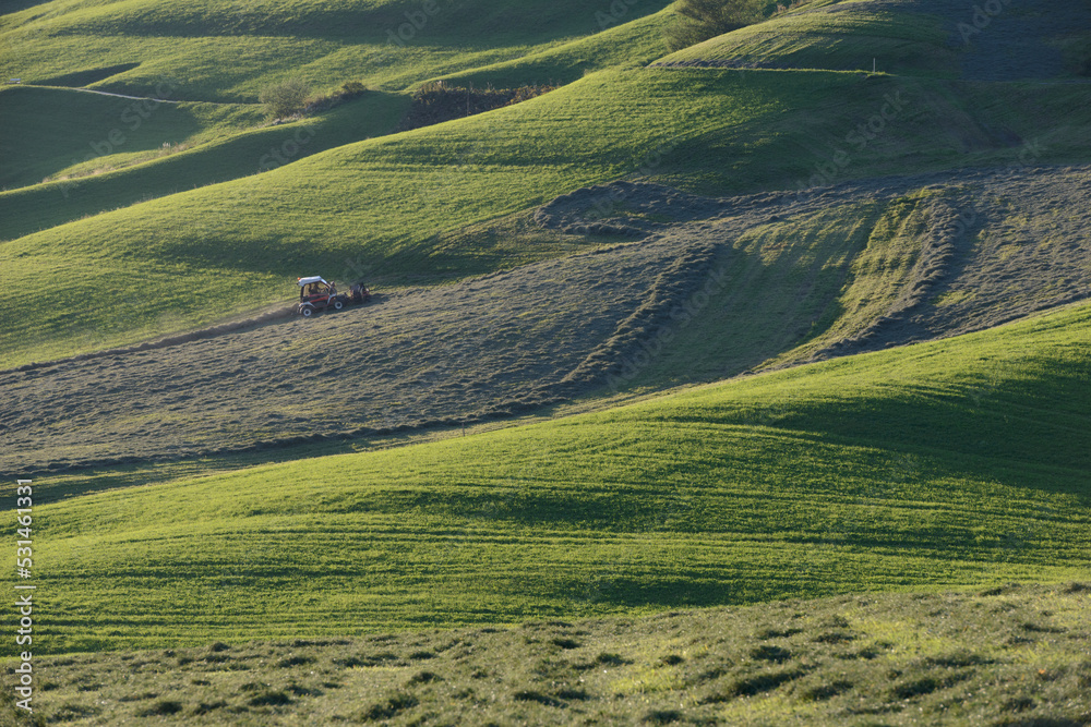 Mountain farmer rakes on the green steep slope in the evening light, slope tractor in harvest use

