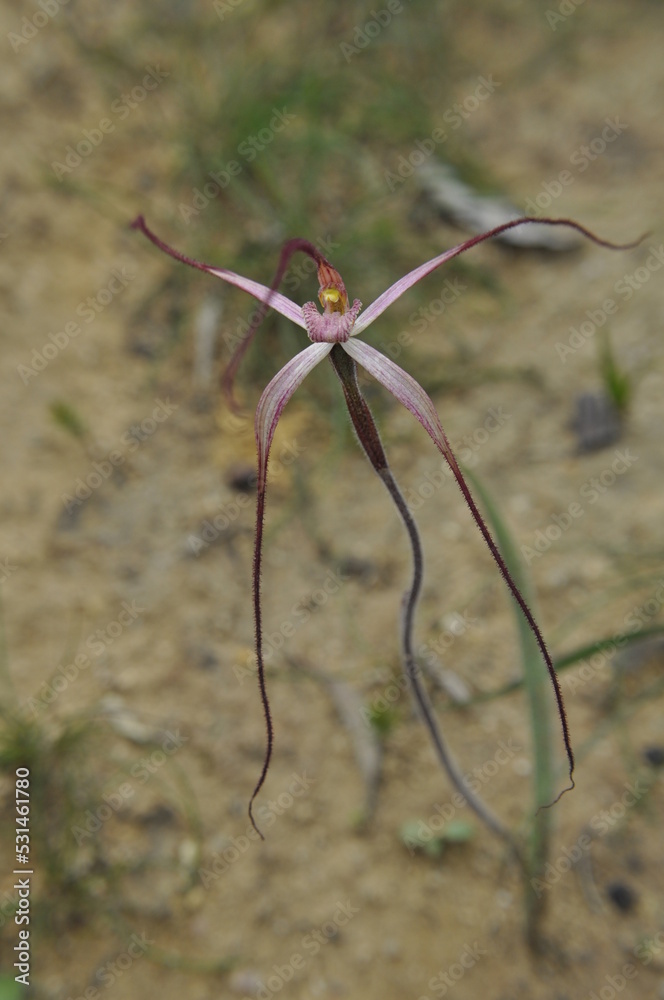 Long drooping petals of a slender spider orchid Long drooping petals of a slender spider orchid