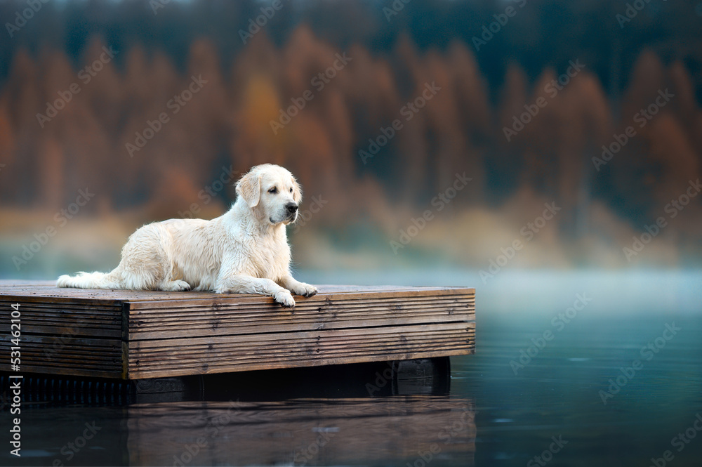 Fototapeta premium golden retriever dog lying down at the lake in autumn