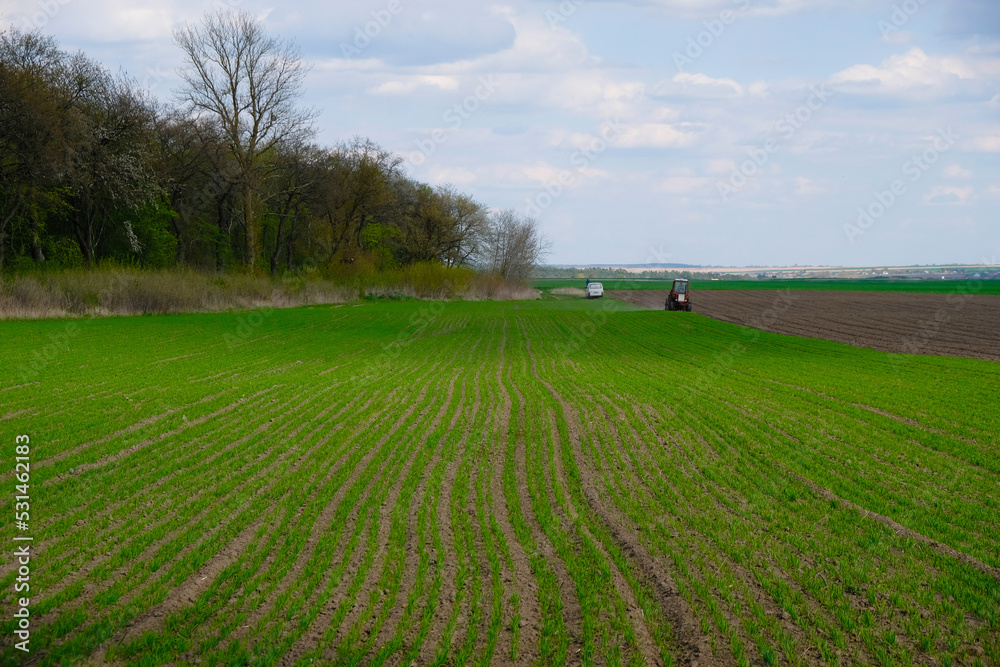 Obraz premium Wheat field near the forest in spring in Ukraine. Alfisols form of soil. Tractor is working in the distance.
