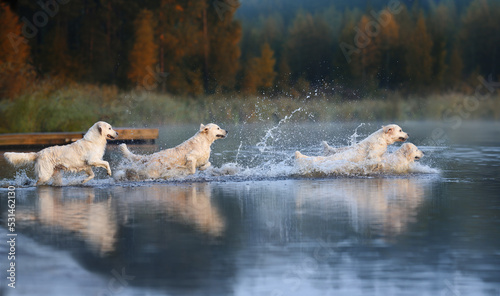 Photography four golden retriever dogs running into water in autumn