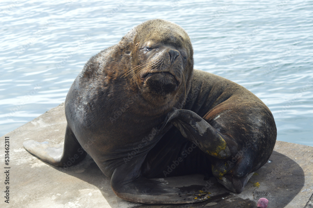 Fototapeta premium sea ​​lion, marine mammal in the pacific ocean