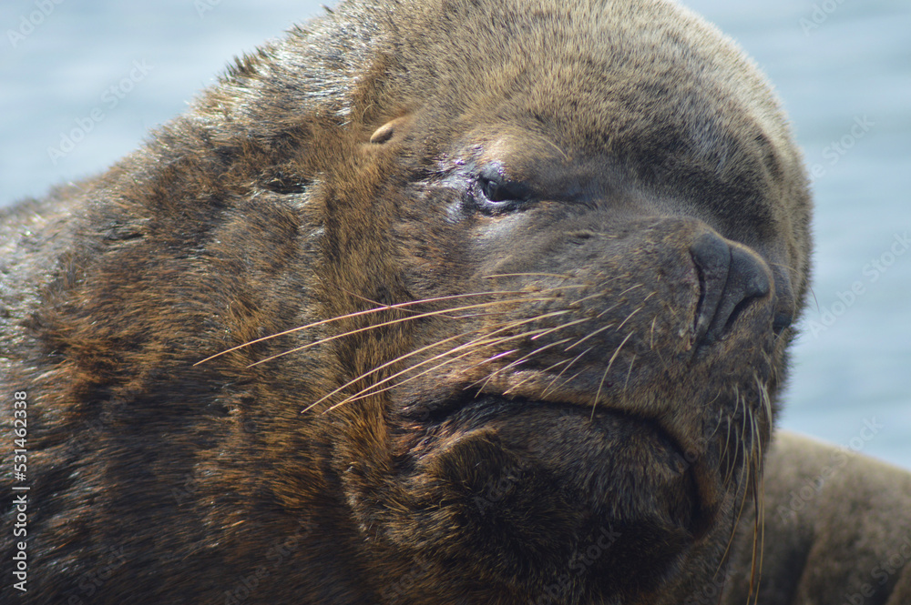 sea lion, marine mammal in the pacific ocean sea lion, marine mammal in the pacific ocean