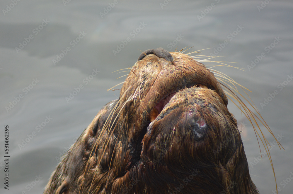 sea lion, marine mammal in the pacific ocean sea lion, marine mammal in the pacific ocean
