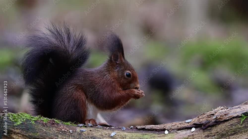 Red squirrel sitting on a dead wood eating sunflower seeds and looking attentively, european red squirrel, winter, north rhine westphalia, (sciurus vulgaris), germany Red squirrel sitting on a dead wood eating sunflower seeds and looking attentively, european red squirrel, winter, north rhine westphalia, (sciurus vulgaris), germany