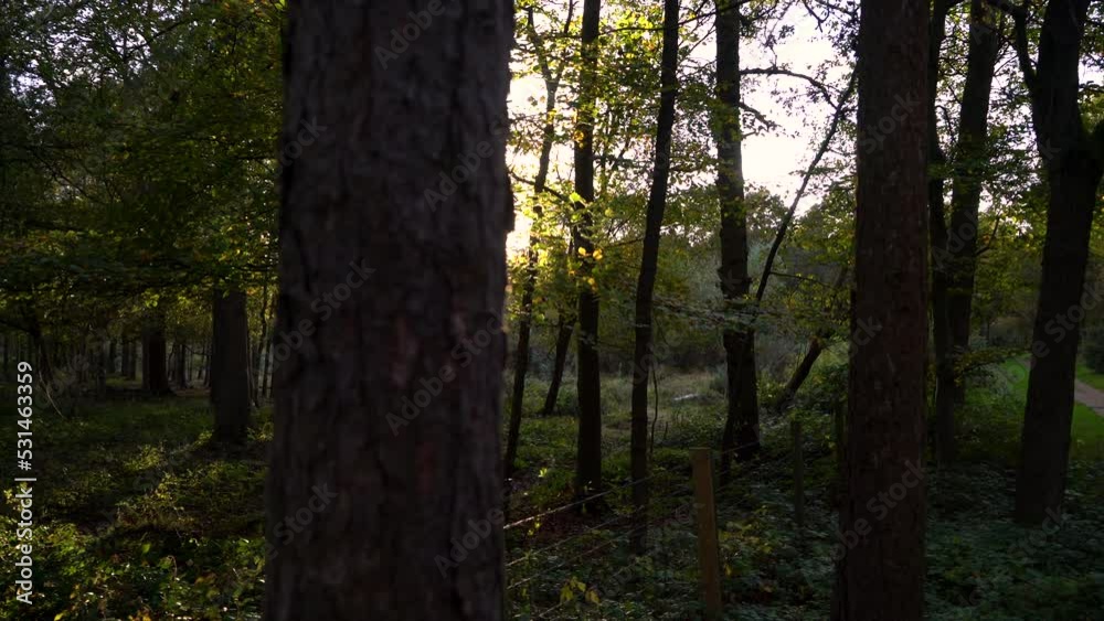 4K video clip of sun shining through trees sunlight glinting at sunset or sunrise in a forest or natural woodland
4K video clip of sun shining through trees sunlight glinting at sunset or sunrise in a forest or natural woodland