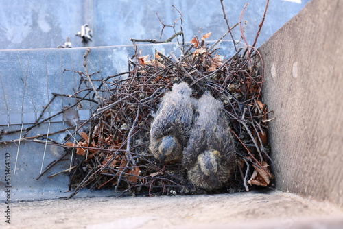 2 junge Tauben auf einer Fensterbank in einem Nest