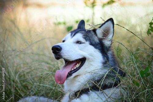 siberian husky dog