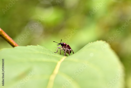 In the picture, a blue weevil sits on a leaf of a plum tree. © Михаил Жигалин