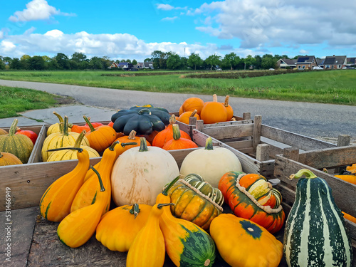 Different pumpkins on a wooden cart in the coutnryside from Friesland in the Netherlands photo