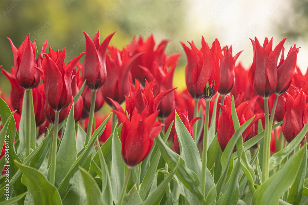field of red tulips , spring-blooming and the flowers are usually large , so beautiful in garden