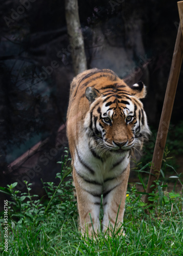 King of the jungle, but...: a cute tiger is showing up and it approaches to the visitors