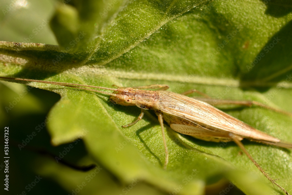 The scorpion insect sits on the grass. The scorpion insect sits on the grass.