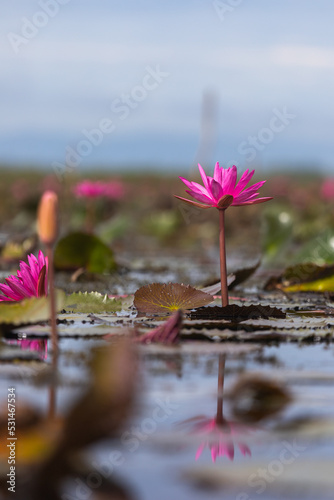 Pink lotus flower blooming in the lake in the morning.