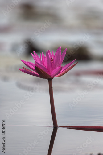 Pink lotus flower blooming in the lake in the morning.